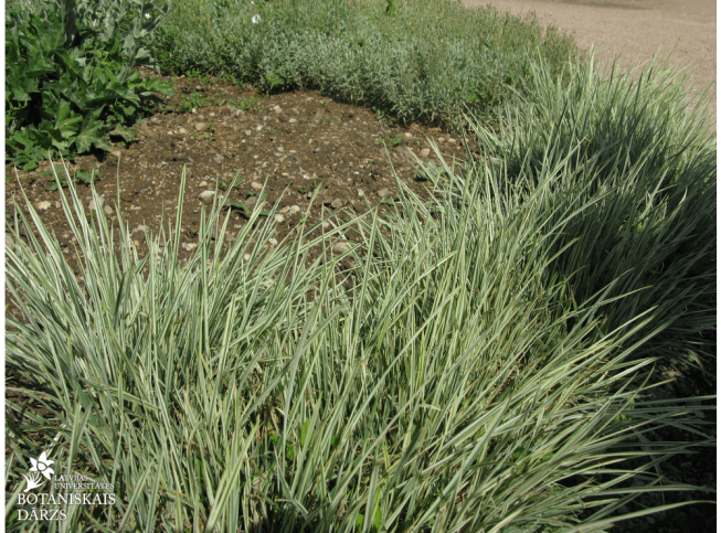 Arrhenatherum elatius var. bulbosum   'Variegatum'